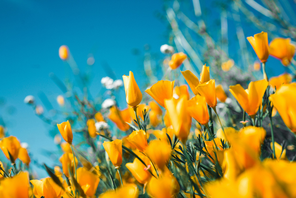 springrebalance
